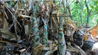 เข้าป่าหาหน่อไร่คนเดียว/ເຂົ້າປ່າຫາໜໍ່ໄມ້ໄລ່/บ่าวภูไทห้วยสาน 12 สิงหาคม ค.ศ. 2022