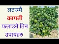 3 Tricks to grow lots of lemon   I Kisanpedia I