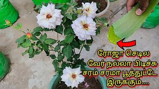 ரோஜா செடில வேர் நல்லா பிடிச்சு சரம் சரமா பூத்துட்டே இருக்கும் Rose tips 🌹