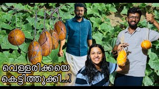 അവർ വെള്ളരിക്കയെ കെട്ടി തൂക്കി..! തളിപ്പറമ്പിൽ ചുമ്മാ ഒരു കറക്കം.. Village Vlogs | RJ Sooraj Kannur