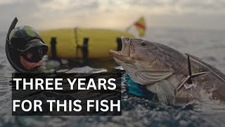 Why It Took Me 3 Years To Catch This Golden Grouper - Spearfishing Greece