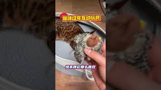 你的猫咪，值得拥有！ 猫玩具 逗猫神器 养猫人