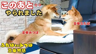 平和な夜に豆柴が豹変する瞬間【田舎で犬と暮らす家族のリアルブログ】