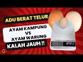 CARA UNTUK MENAMBAH BERAT TELUR ‼️ diadu dengan Telur warung, kalah jauh ‼️