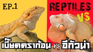 เบี๊ยดดราก้อน VS อีกัวน่า เลี้ยงตัวไหนดี REPTILES VS EP.1