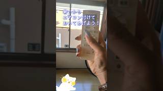 猫あるある　せっかくエアコン付けてあげたのに帰宅したら暑い部屋にいる件　#shorts　#cat 　#猫動画 　#ブリティッシュショートヘア