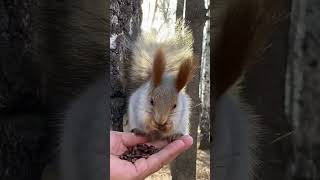 Толстая белка любит орешки #белка  #squirrel