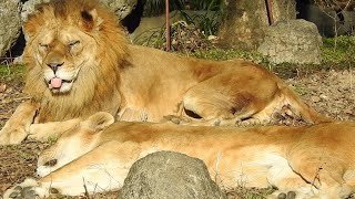 リリーの寝顔を見つめ幸せそうなバリー（ライオン）とべ動物園にて