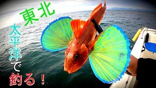 【海釣り】根魚、青物、そして真鯛狙いのオフショアゲーム！2019,東北太平洋