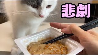 子猫に納豆を見せびらかしてたら、悲惨な出来事か・・