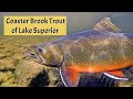 Coaster Brook Trout of Lake Superior