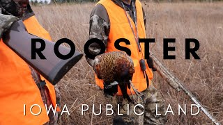 Iowa Pheasant Hunting