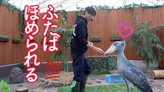 ハシビロコウのふたば、大好きなお兄さんにほめられる!　Shoebill FUTABA 2020_16　Futaba is praised by her favorite caretaker.