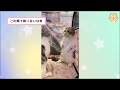 【2ch動物スレ】ネッコの目の前で猫型ケーキ食べた結果ｗｗｗｗｗｗｗ