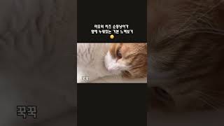 스트릿 출신이지만 너무나 순둥이 겨자 🐈💓 #catvideos #cat #고양이일상 #cute #고양이힐링영상 #집사체험 #개냥이 #치즈냥