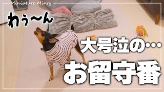 【衝撃】犬のお留守番を隠し撮りしてみたら、普段は見せない行動の連発だった…