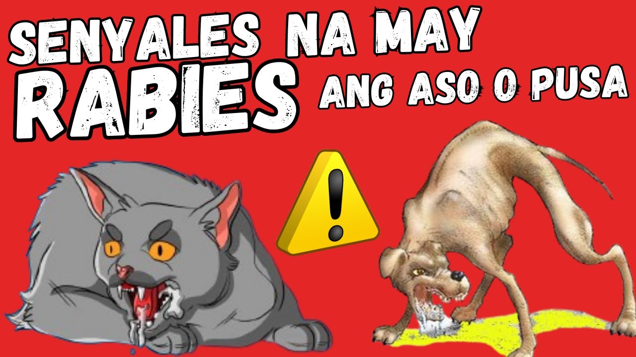 ⚠️ Senyales Na May RABIES Ang ASO O PUSA | Paano Malalaman Kung May ...