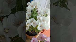 Godetia beautiful flowers godetia short  #beautiful#godetia#short#viralvideo