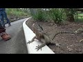 澳洲黃金海岸可倫賓野生動物園13 33 currumbin wildlife sanctuary gold coast australia