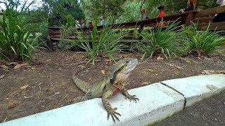 澳洲黃金海岸可倫賓野生動物園13/33 Currumbin Wildlife Sanctuary, Gold Coast (Australia)