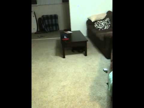 BLACK vs WHITE cat fight BLACK vs WHITE cat fight