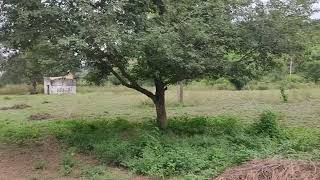 65Acre land for sale price 5 lak Par Acre near Balachaur  hot deal ph: 8146419666