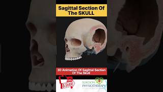 Sagittal Section Of The SKULL Animation #shorts #short #shortsvideo #medicaleducation