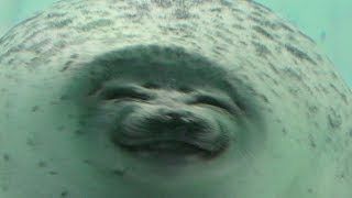 Ringed Seal, laugh round　[海遊館]ワモンアザラシ、丸くて笑う