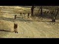 lion family strolling in gir forest gujarat