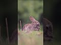 Ce lapin vous montre comment faire votre toilette 🐰