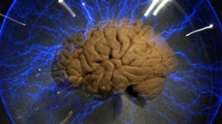 Scientific breakthrough makes brains invisible