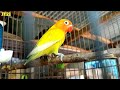 Jenis dan Harga Lovebird dikandang JF21