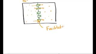 Simple and Facilitated Diffusion Across a Membrane