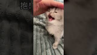 胖宝宝幸福的呐喊这小猫谁养谁不迷糊啊 创作灵感 撸猫第一视角 蓝金渐层