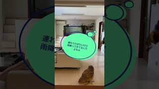 大型フクロウを運動させるには不十分な広さとはわかってる