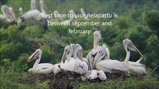 Nelapattu bird sanctuary | pelicans | wildlife photography