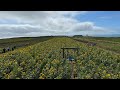 Rhossili sunflower fields 2023