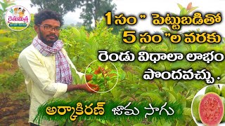 జామ సాగు #ArkaKiran Guava Cultivation Famer || Guava Cultivation ||#SudheerReddy #RythuMitra