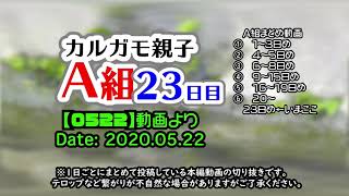 天才志村どうぶつ園の最後のカモ親子の子育て観察記録23日目【カルガモ親子】野鳥撮影