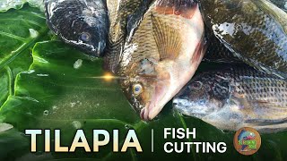 Fresh Tilapia Cutting Skills😲😍 | Sri Lanka