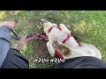 매일매일이 심심한 리트리버 골든 리트리버 담비 golden retriever dambi