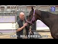 香港打吡｜練馬師蘇偉賢三代與馬結緣　冀贏頭馬獎盃送父親｜01新聞｜賽馬會｜蘇偉賢｜打吡大賽｜沙田馬場｜練馬師