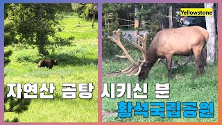 미국 여행 중 곰성님을 마주한다면? 옐로스톤 국립공원