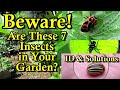 Identifying 7 Bad Insects You DON'T Want in Your Garden: Visual Identification & Treatment Options
