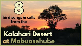 8 bird songs or calls from the Kalahari desert at Mabuasehube, Botswana