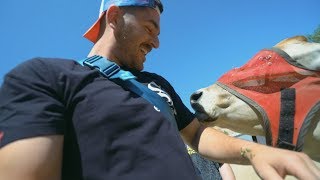 i spent a day with cows and it was amazing