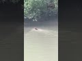 সুন্দরবনে আবারও বাঘের দেখা মিলল royal bengal tiger in sundarban