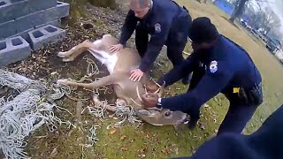 The Police RISKED Their Lives to Save the Deer. Real Heros & Good Samaritans.