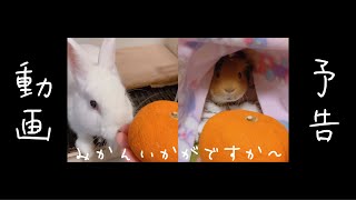 【 モルモット 】 【 うさぎ 】 みかん🍊で媚びる飼い主 〜予告編〜 #Shorts 【 リアル PUIPUI モルカー 】 Guineapig Rabbit Bunny