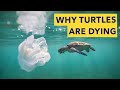 PLASTIC POLLUTION IS KILLING TURTLES | UAE TV